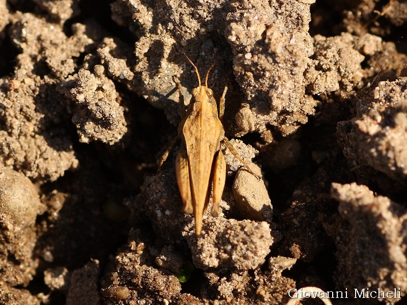 Tetrigidae da identificare:  Tetrix cfr. subulata